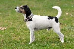 FOXBURY´S UNDERCOVER LOU, Stand