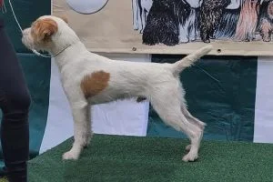JOLLY DOGS FOREVER I´VE GOT THE MOVES, Stand