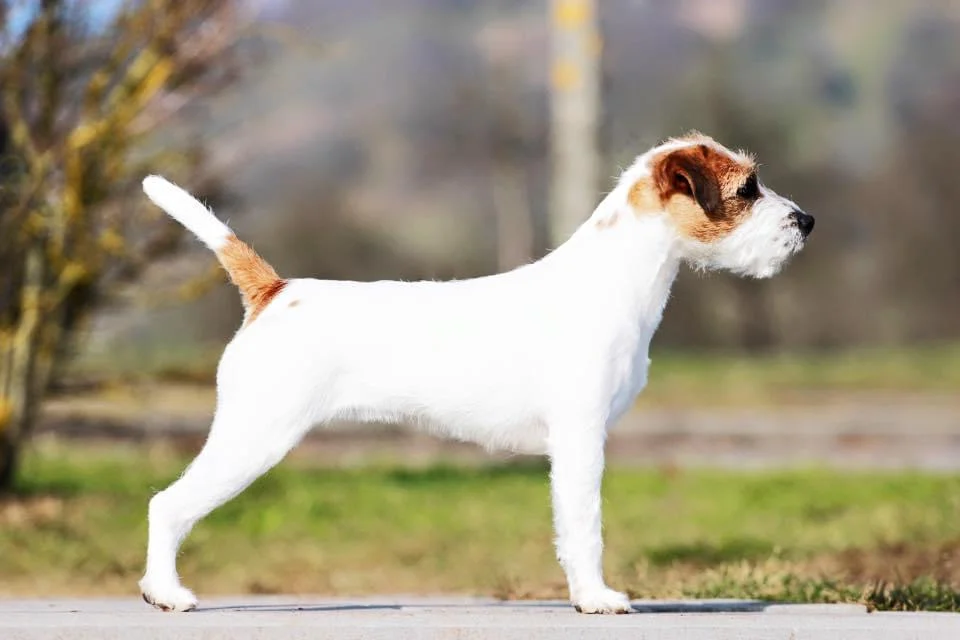 Parson Russell Terrier CUP 2014: Attract Attentions Can't Get Enough
