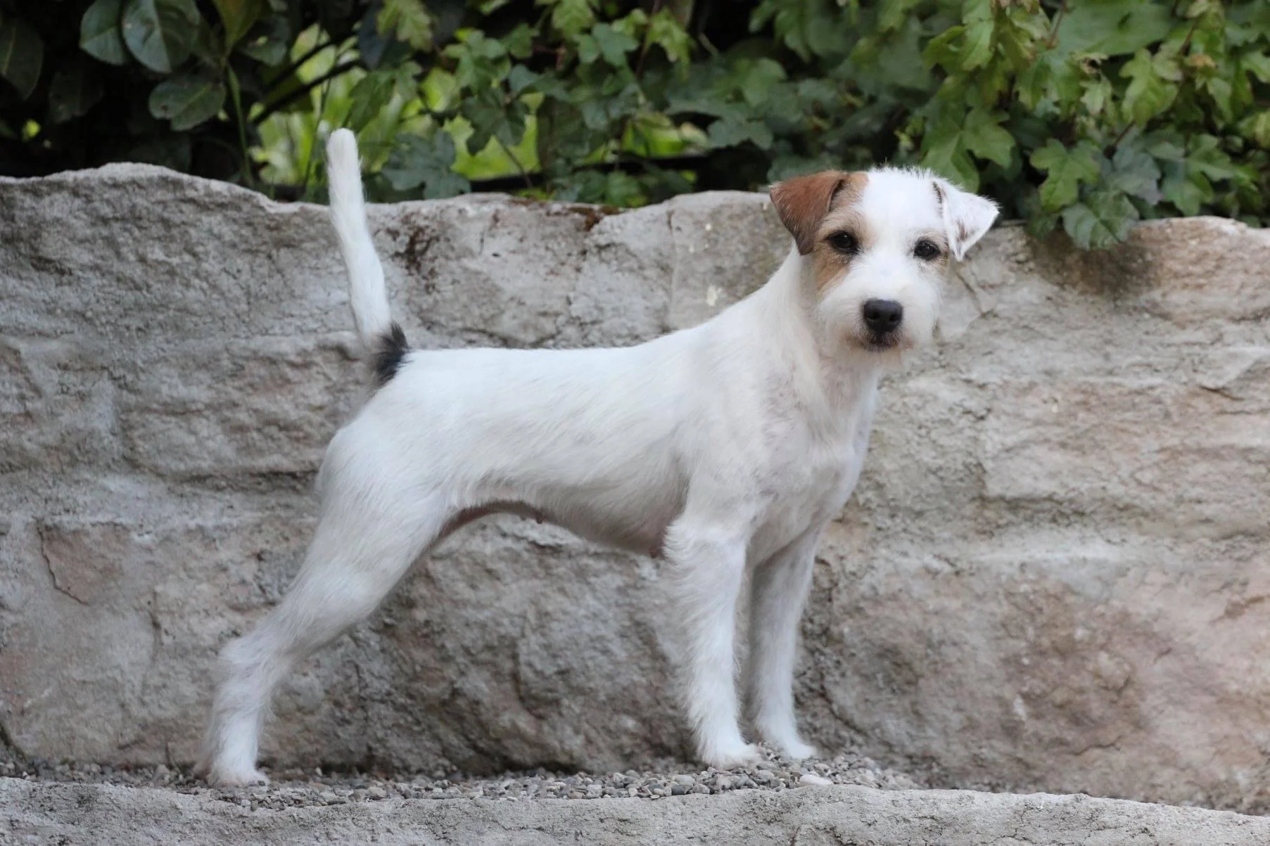 Parson Russell Terrier CUP 2018: Attract Attentions Let'zz Get Glam