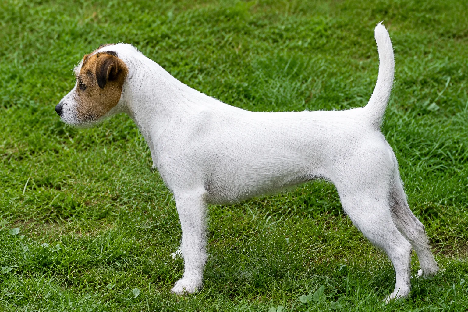 Parson Russell Terrier CUP 2011: Chilla of Sunny Place