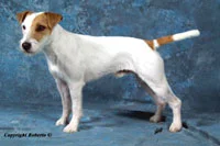 Dragonheart Casper
