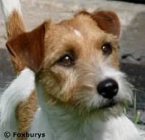 Foxbury's Brown Brittany