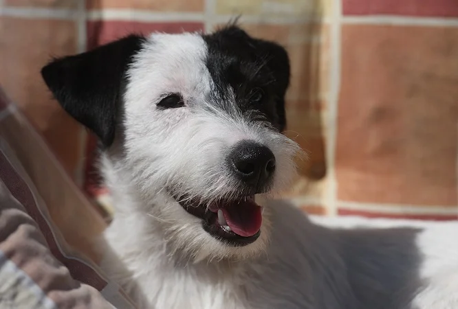 Foxbury's Ma Chérie