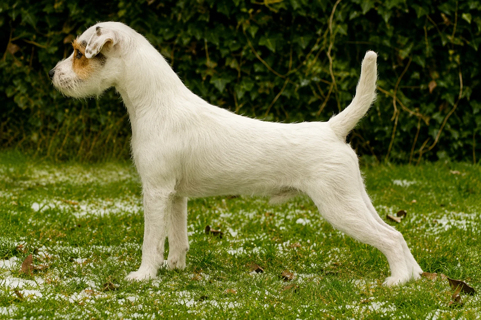 Parson Russell Terrier CUP 2009: Gucci vom Mutschenhof