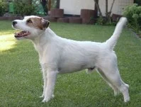 Hillbilly Sir Tobi