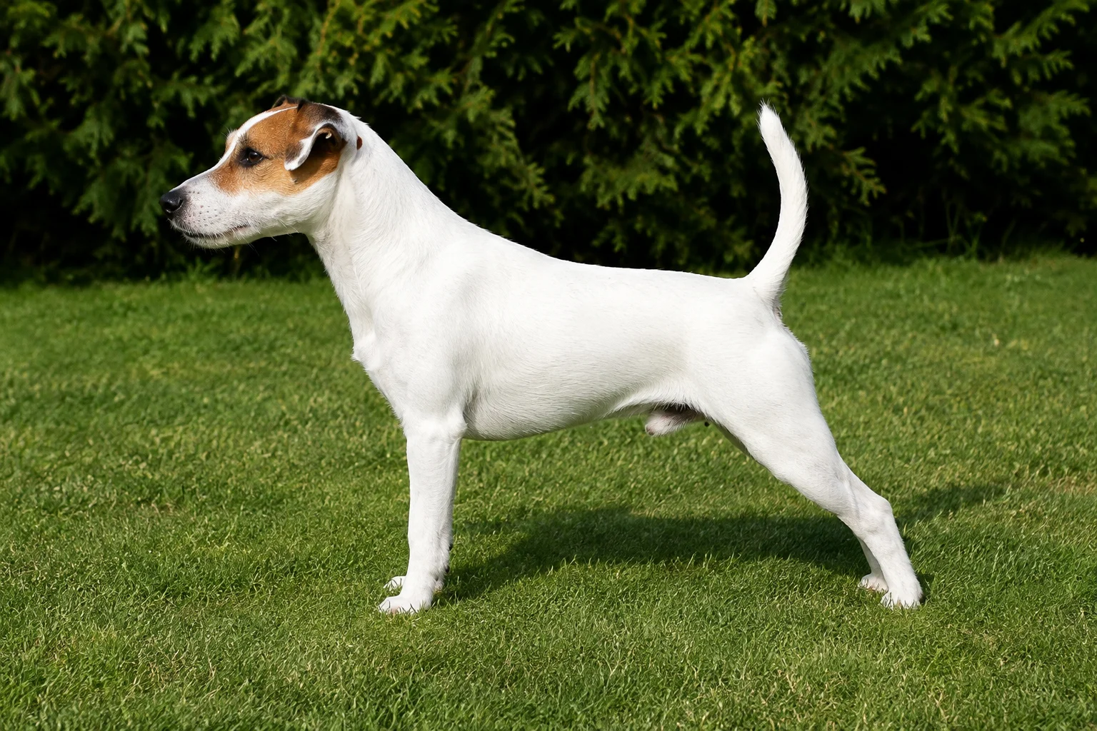 Parson Russell Terrier CUP 2008: Ironman von den Hebriden