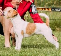 Jolly Dogs Forever Red Ruby