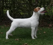 Jolly Dogs Forever So Cute