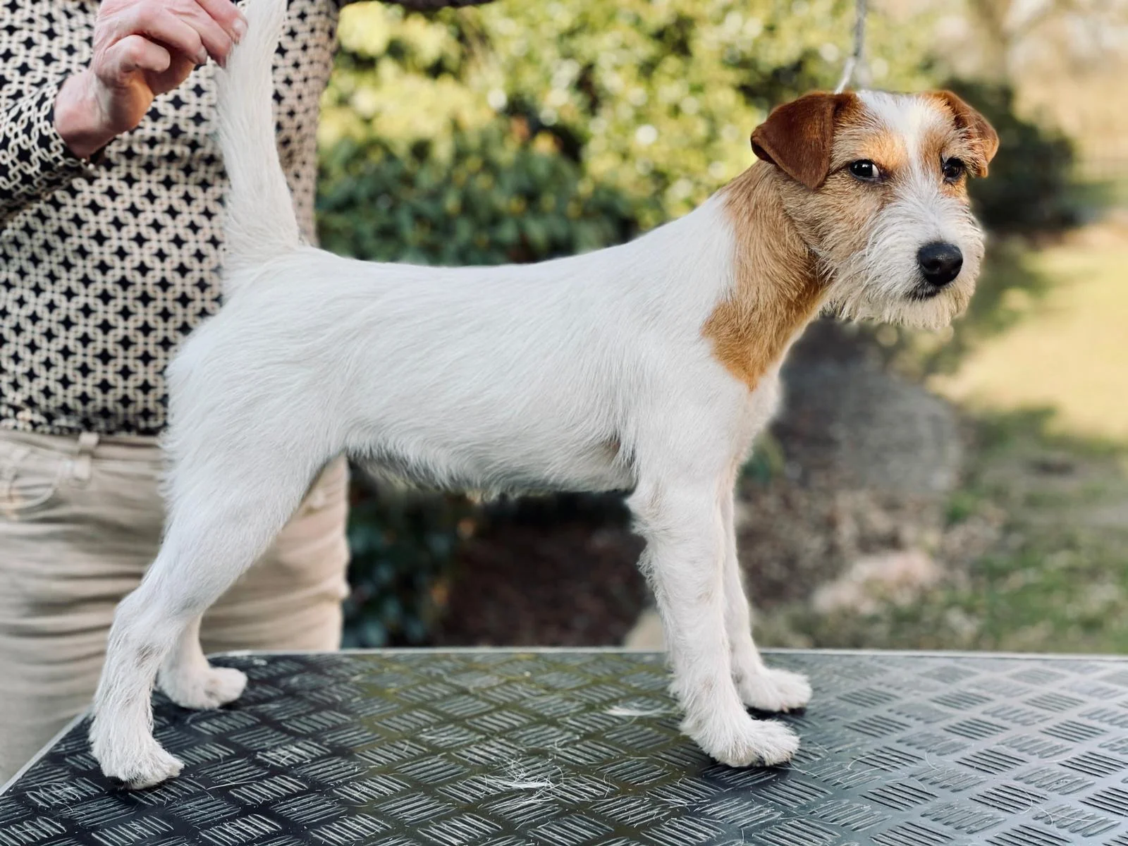 Parson Russell Terrier CUP 2021: McAllister's Love At First Sight