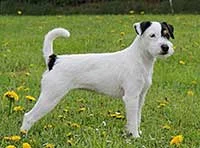 Pepita the Morgane of Ascania