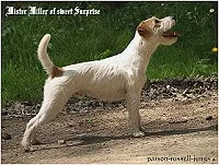 Mister Miller of Sweet Surprise