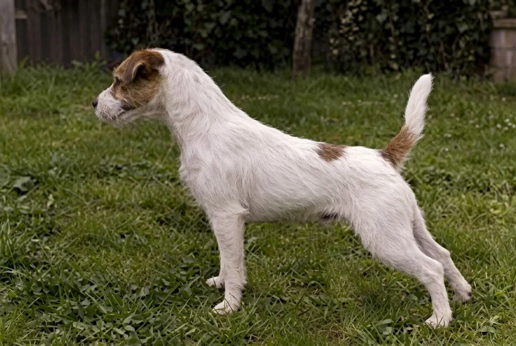 Parson Russell Terrier CUP 2012: Orlando vom Mutschenhof