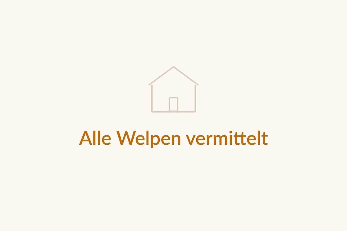 Alle Welpen dieses Wurfs sind vermittelt