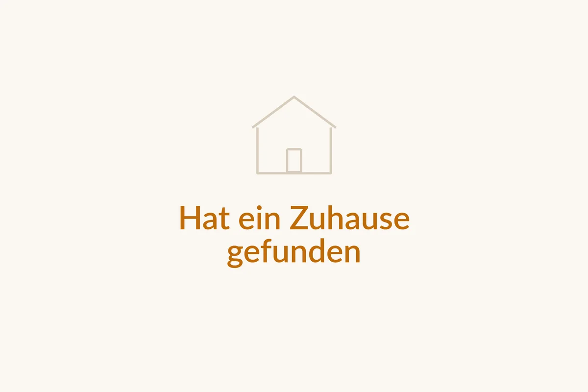 Dieser Hund hat ein Zuhause gefunden
