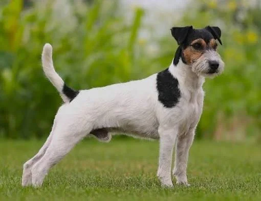 Parson Russell Terrier CUP 2025: Ruben vom Bültenjäger