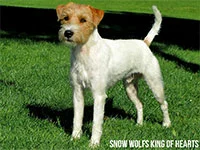 Snow Wolfs King of Hearts
