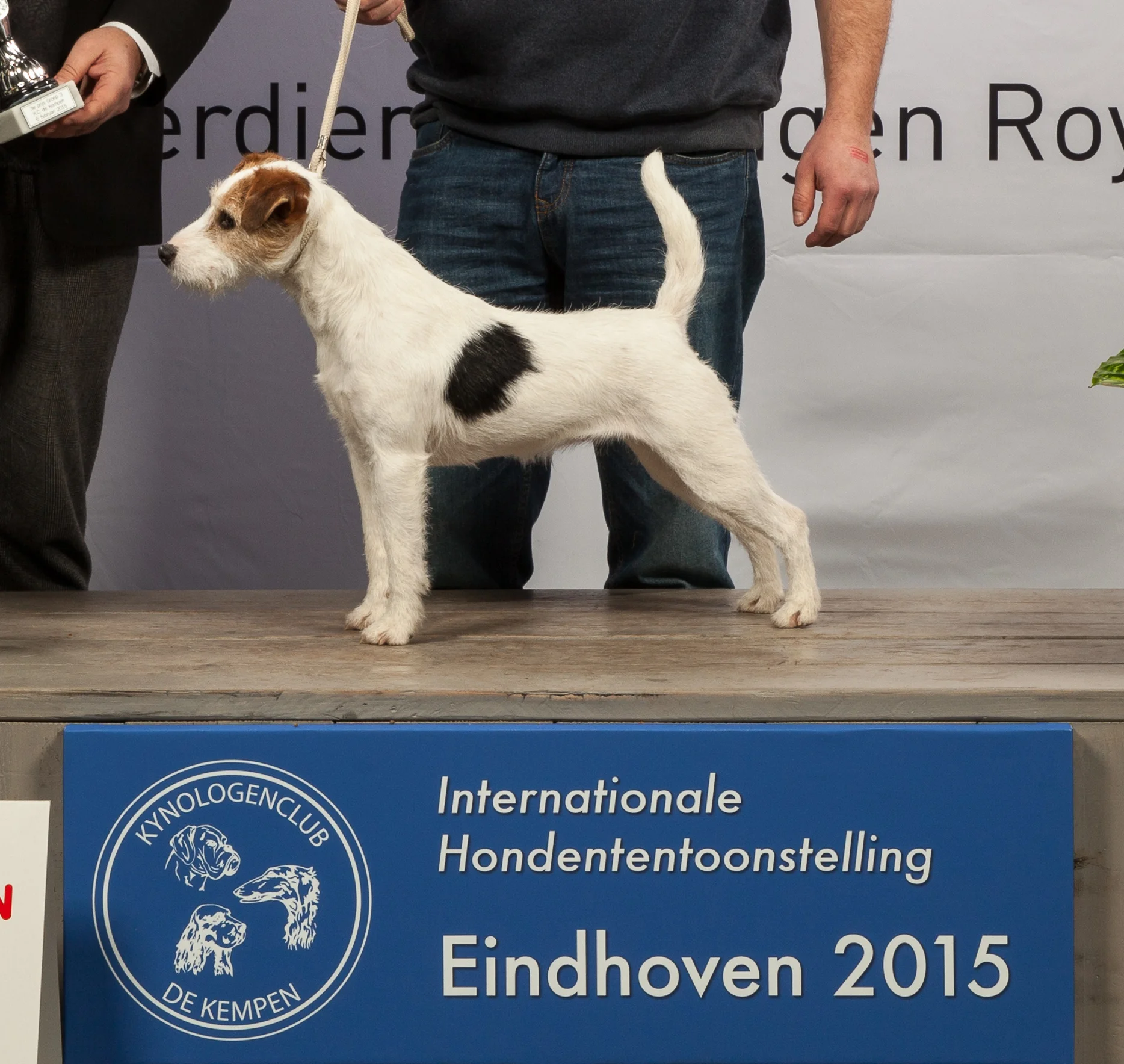 Parson Russell Terrier CUP 2015: Vicci vom Mutschenhof