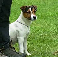 Iron Man Baxter von der Grenzsägmühle