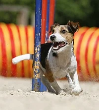 Aiko von der Grümpelquelle