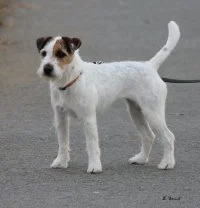 Xena von der Horstkoppel