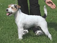 Zacary von der Niewenburg