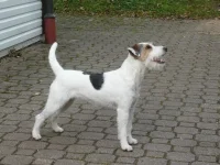 Lady Monti von Sassenheim