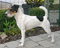 Invincible Star von Unter Auerbach