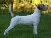 Little Miss Swedish von Unter Auerbach