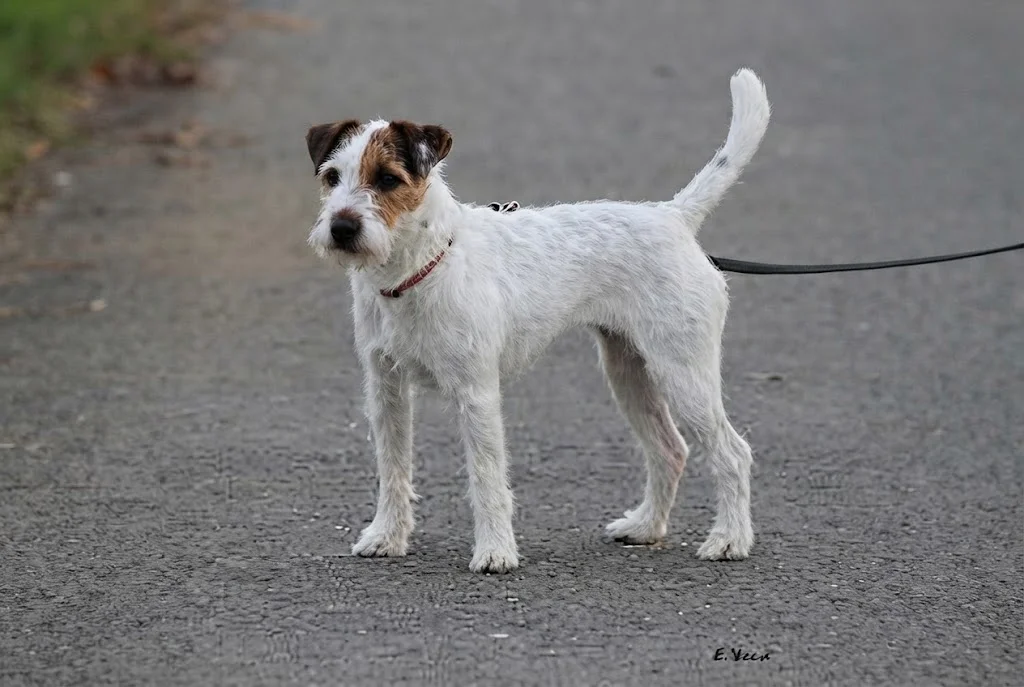 Parson Russell Terrier CUP 2017: Xena von der Horstkoppel