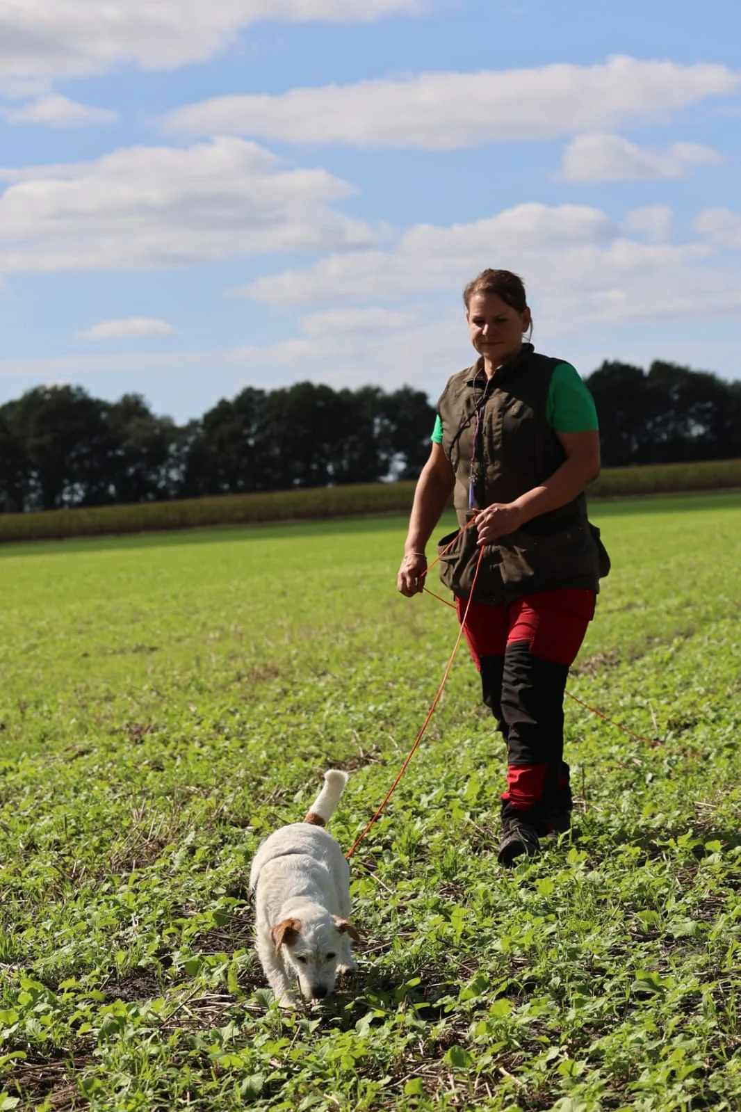 Die Parson Russell Terrier Hündin Ylvie folgt an der langen Fährtenleine der Spur, die Hundeführerin geht ruhig hinterher