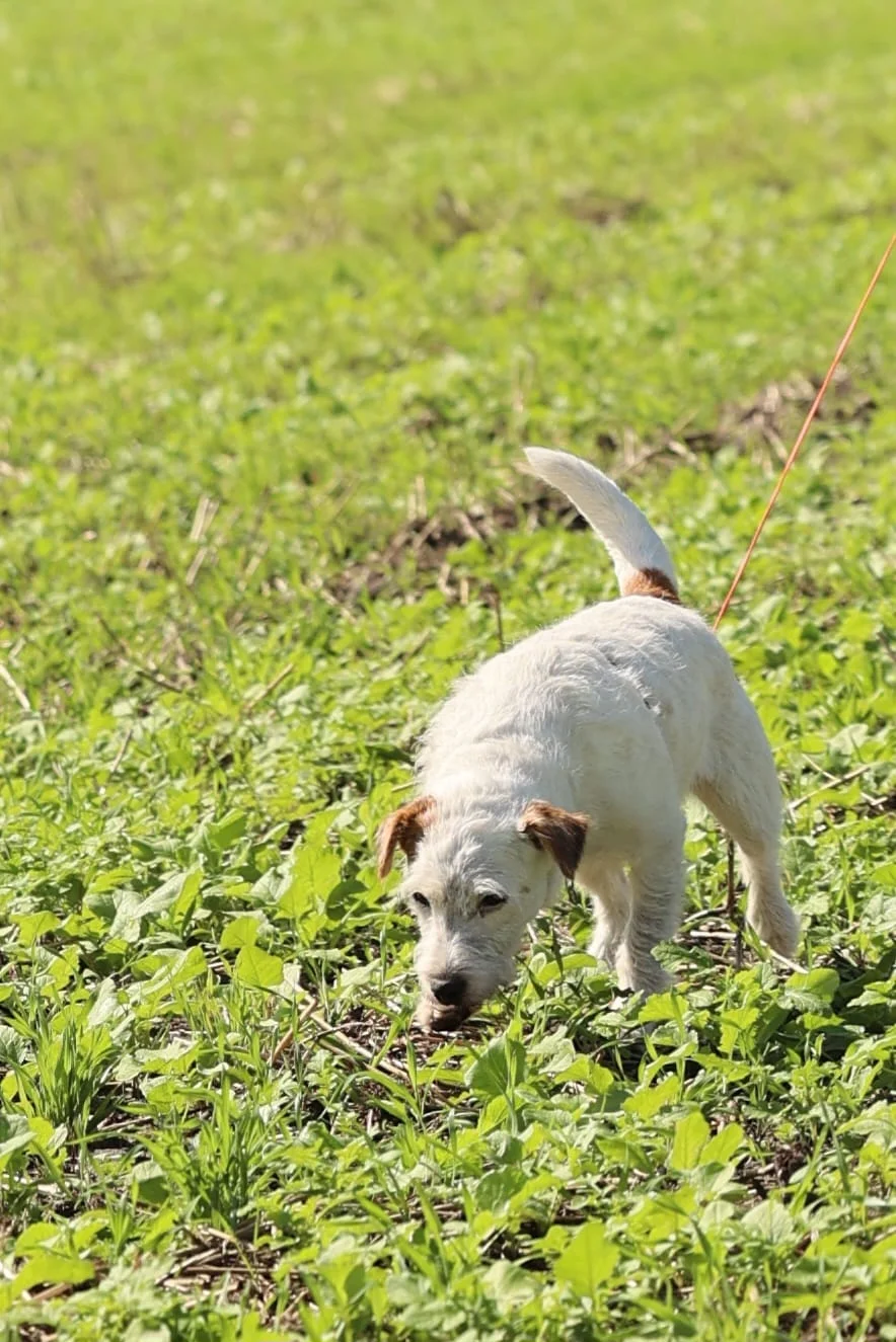 Fährtenarbeit: Die Parson Russell Terrier Hündin Ylvie arbeitet mit tiefer Nase durch eine grüne Zwischenfrucht
