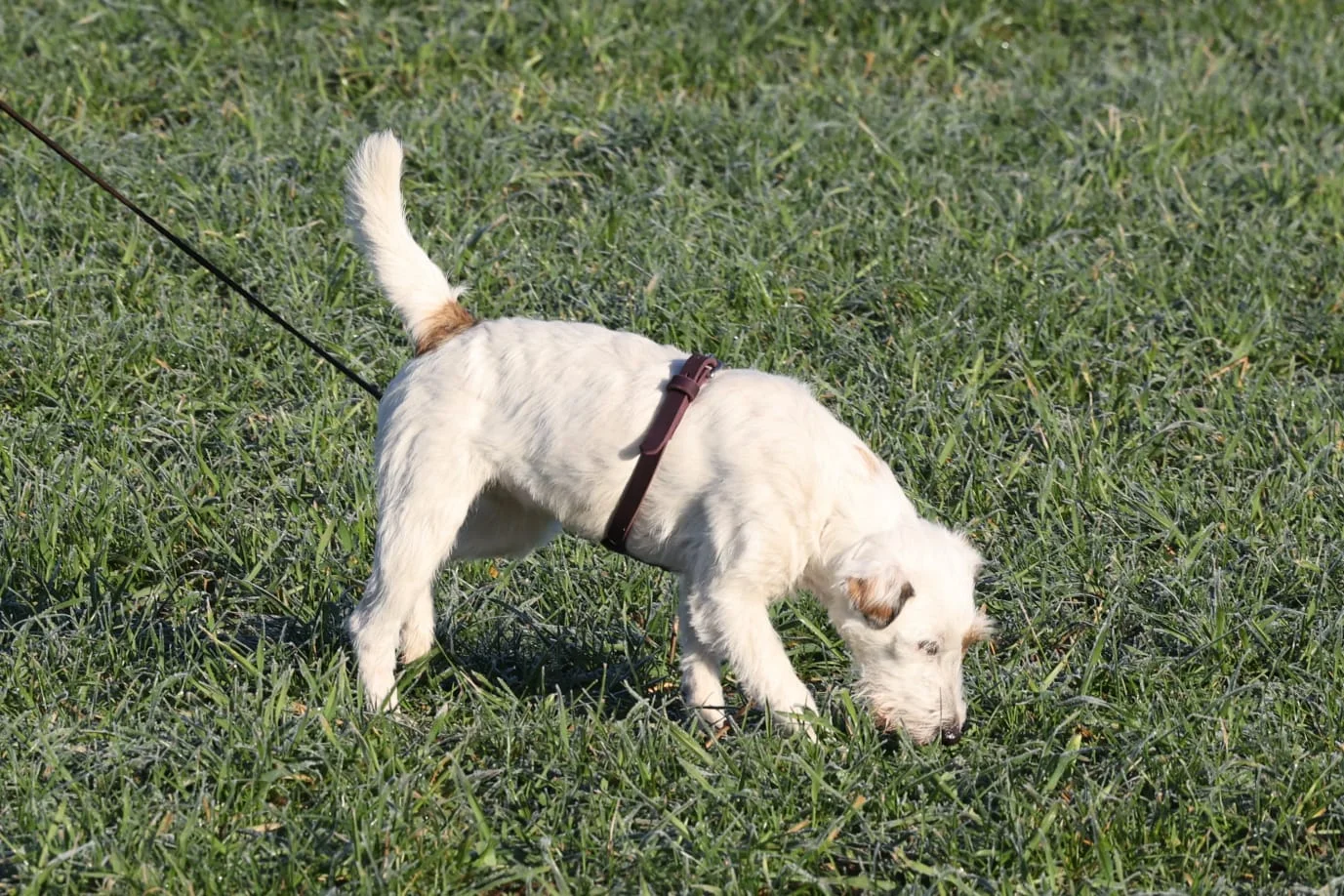 Fährtenarbeit mit dem Parson Russell Terrier: der Hund folgt mit tief gesenkter Nase der Fährte über eine Wiese