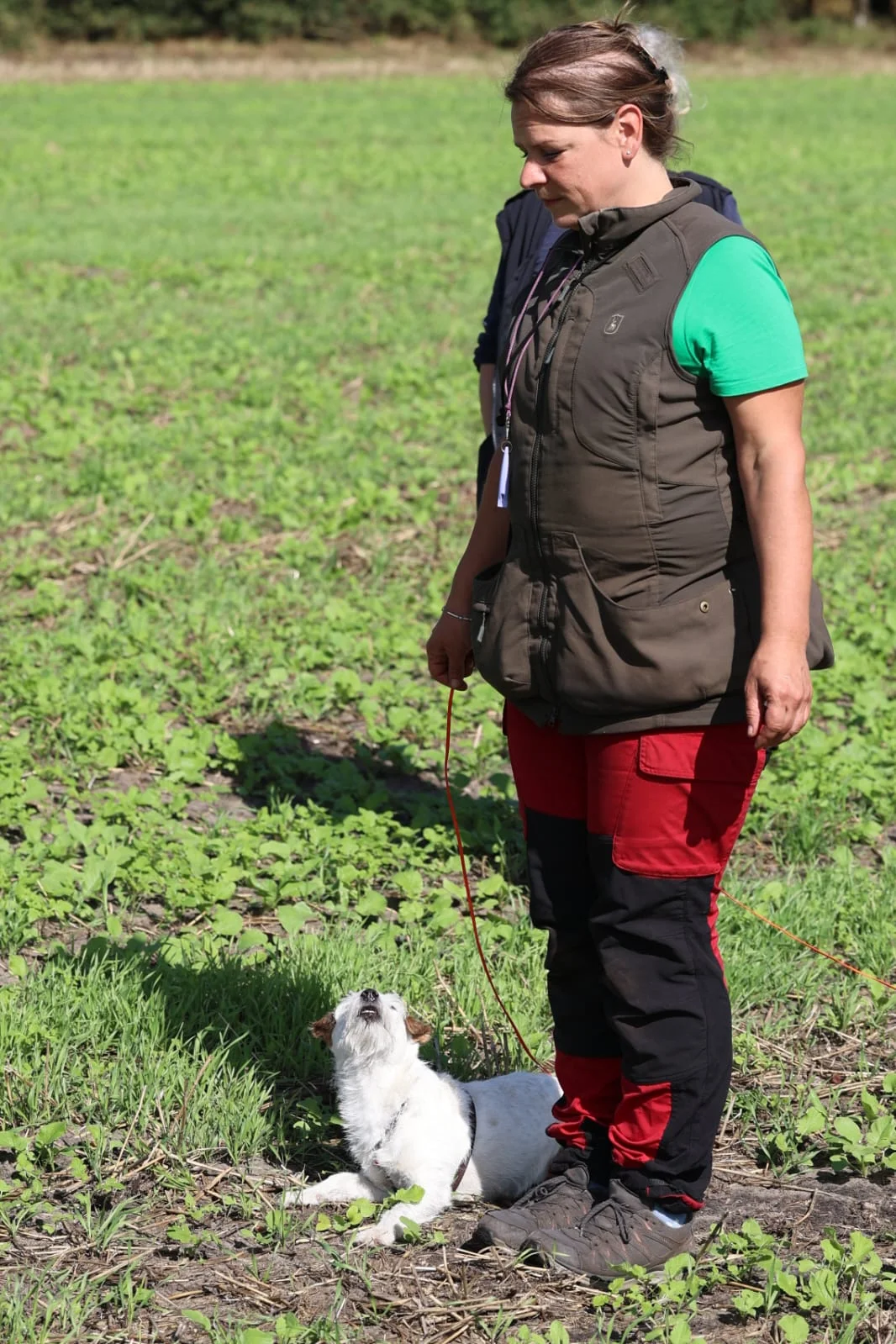 Die Parson Russell Terrier Hündin Ylvie liegt ruhig neben seiner Hundeführerin auf dem Feld und schaut zu ihr hoch