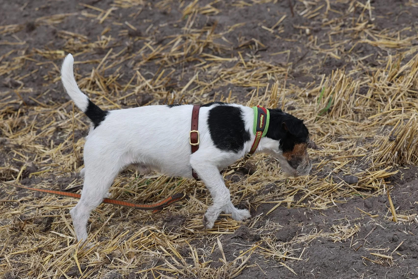 Parson Russell Terrier Fährtenarbeit auf dem Stoppelfeld: James sucht zwischen Stoppeln und Stroh