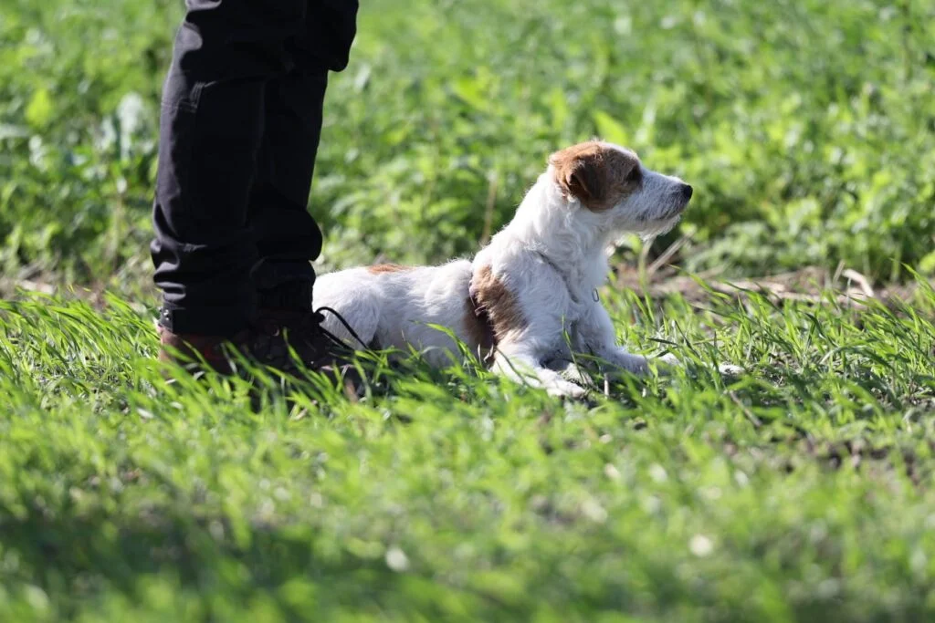 Parson Russell Terrier zeigt bei der Fährtenarbeit einen Gegenstand in der Saat an
