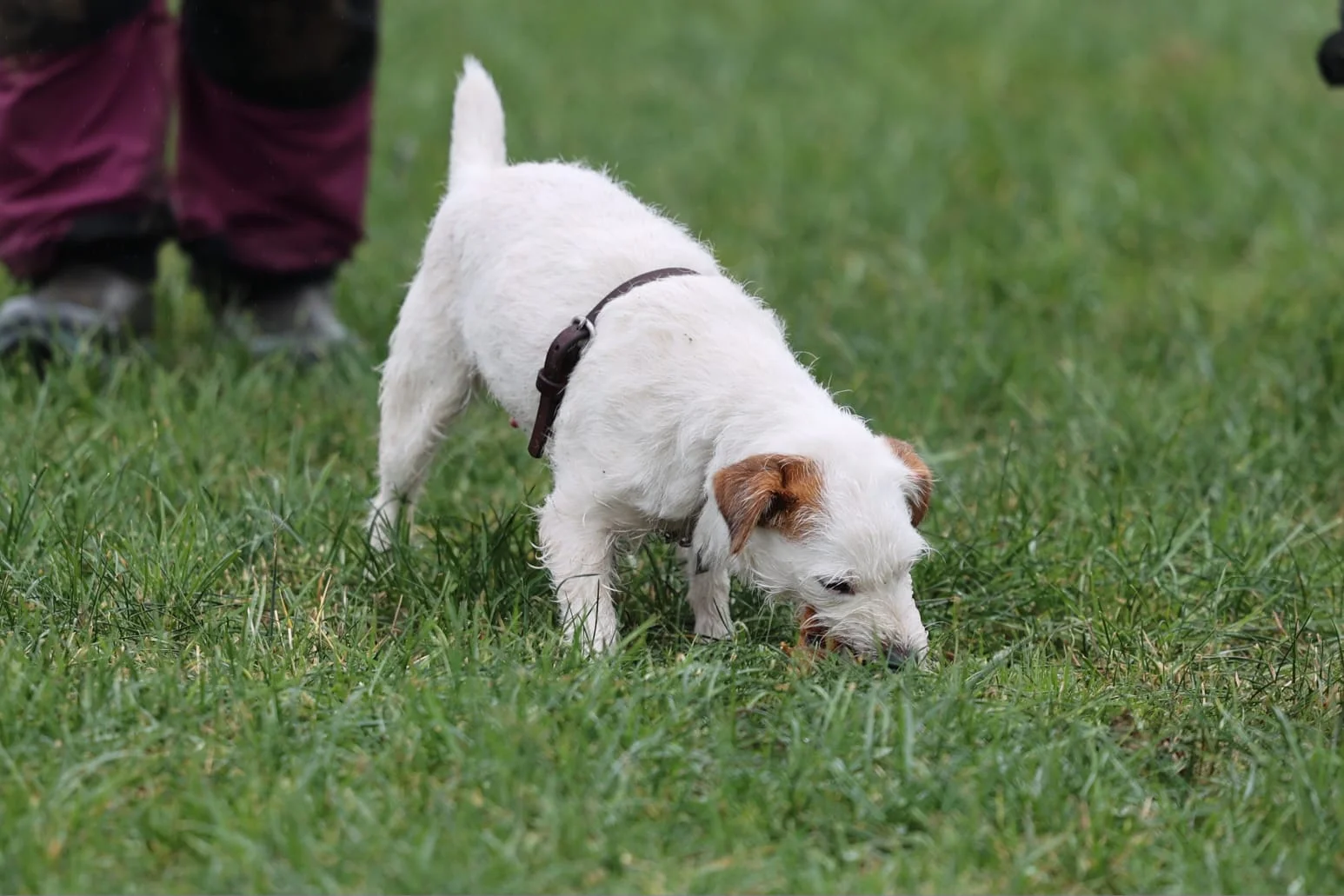 Fährtenarbeit mit dem Parson Russell Terrier: Ylvie arbeitet konzentriert eine Übungsfährte auf der Wiese aus