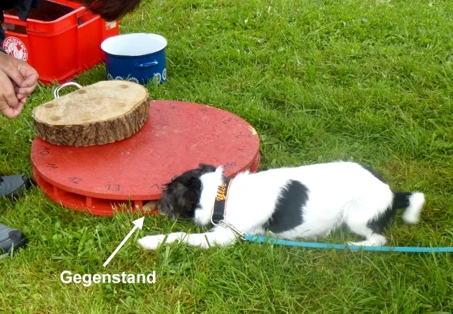 Parson Russell Terrier liegt im Spürhundesport vor einer roten Kunststoffscheibe und zeigt mit der Nase die Stelle an, an der der Gegenstand versteckt ist