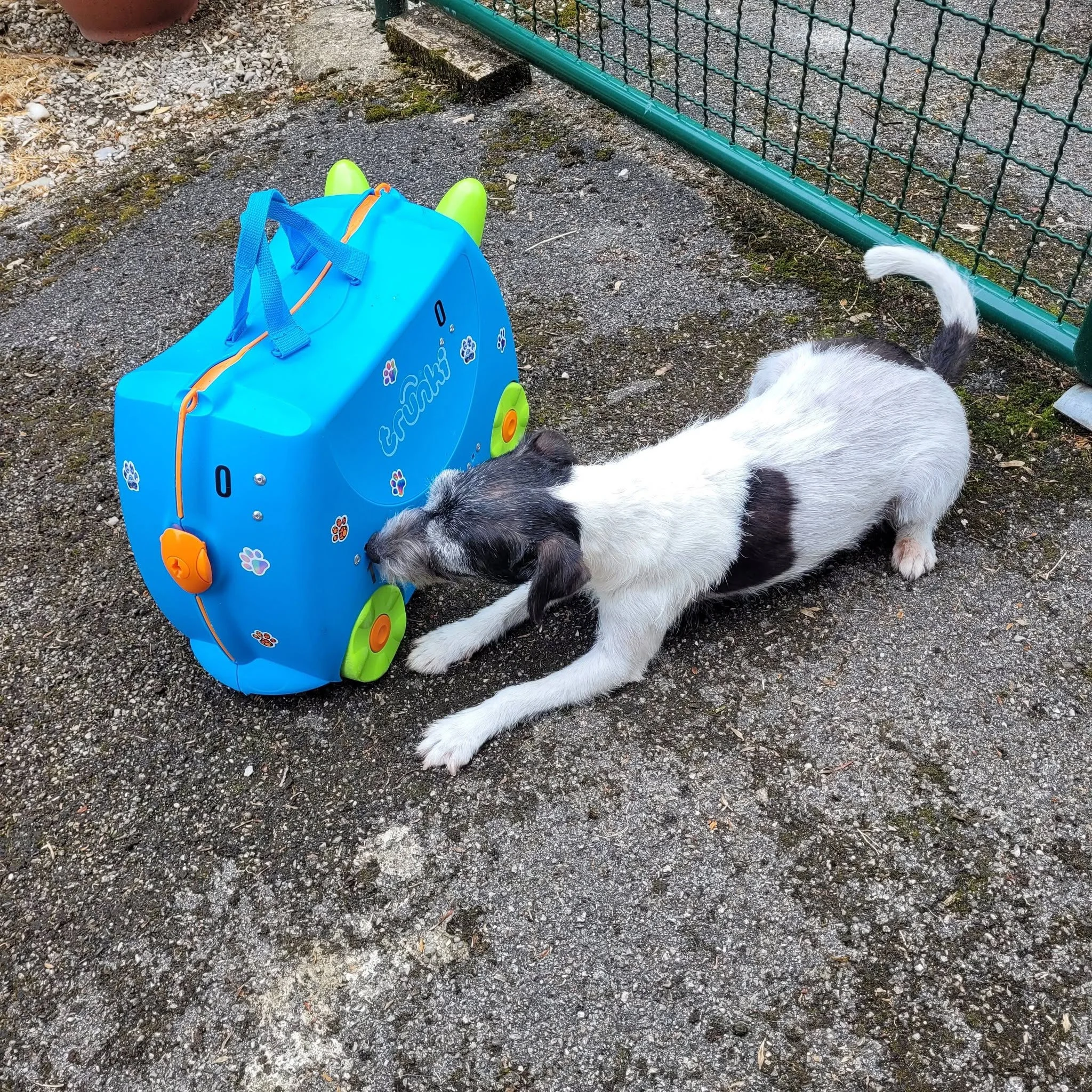 Parson Russell Terrier liegt vor einem blauen Kinderkoffer und sucht an der Naht nach dem Geruch des Suchgegenstands