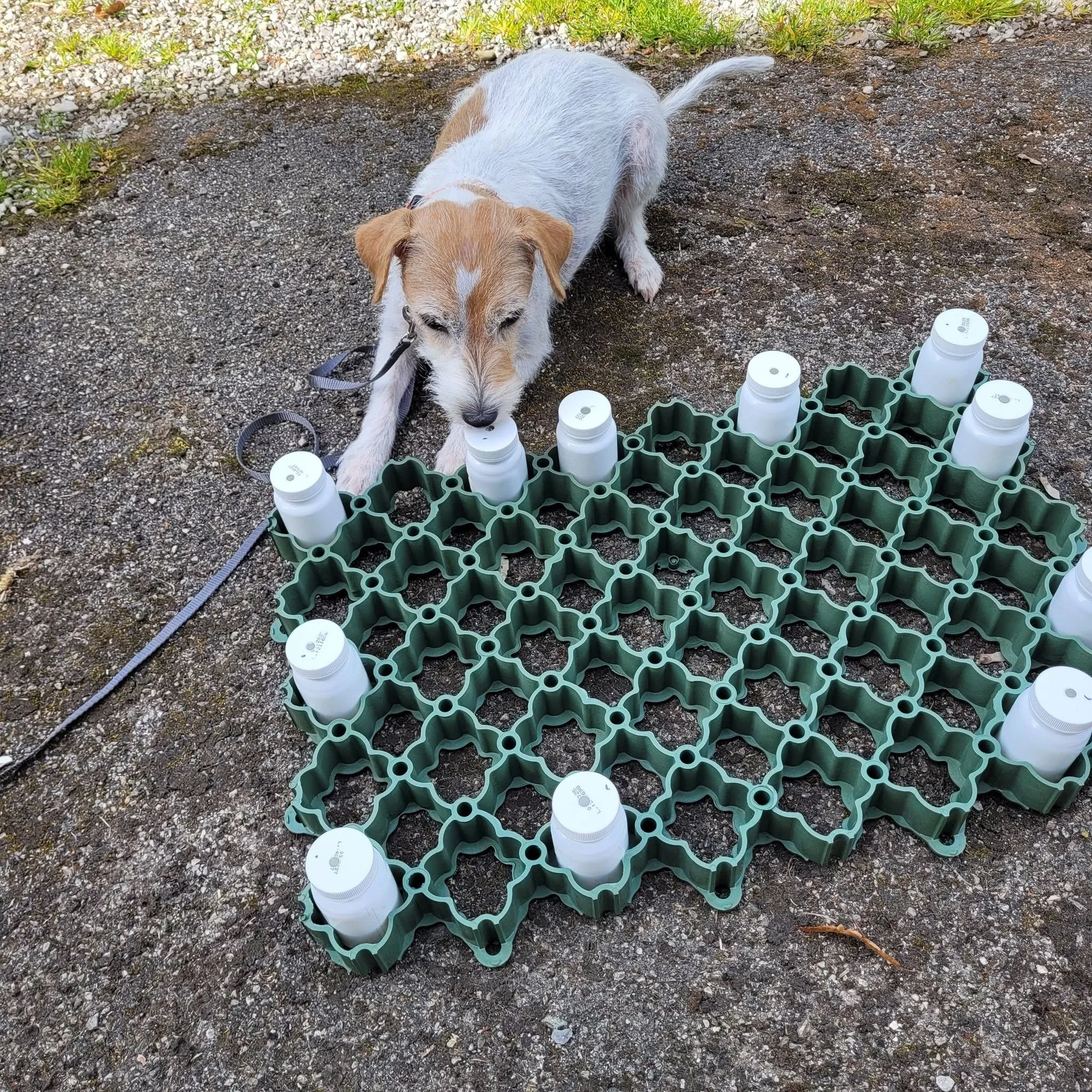 Parson Russell Terrier sucht eine Reihe kleiner Behälter mit Löchern ab, die in einem Bodengitter stecken