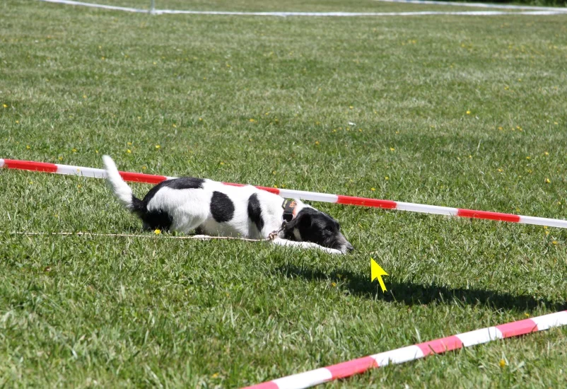 Flächensuche im Spürhundesport: Parson Russell Terrier liegt auf einer abgesteckten Wiese und zeigt mit der Nase den Gegenstand an, markiert durch einen gelben Pfeil