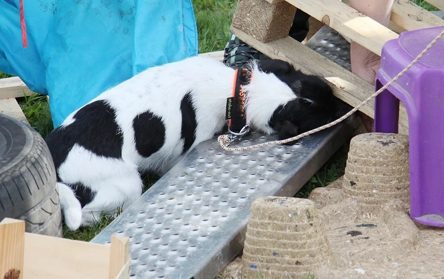 Parson Russell Terrier liegt ruhig auf einer Metallrampe und zeigt mit der Nase unter eine Holzpalette