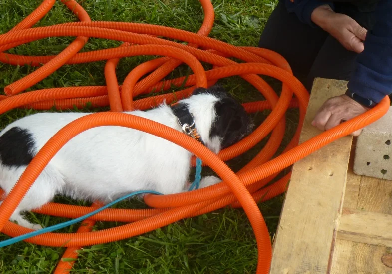 Parson Russell Terrier sucht bei der Trümmersuche zwischen orangefarbenen Schläuchen auf einer Wiese nach dem Gegenstand