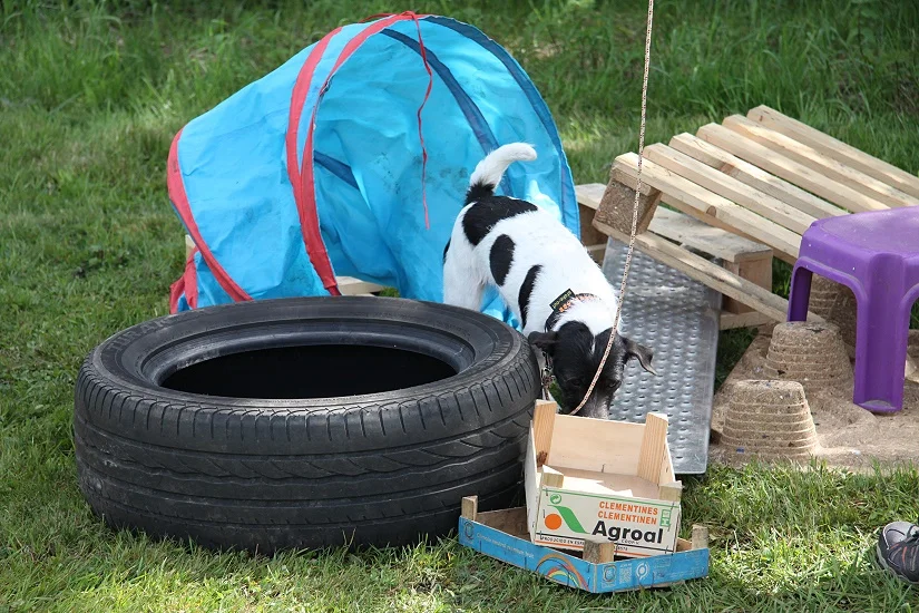 Spürhundesport mit dem Parson Russell Terrier: Der Hund sucht in einem Trümmerfeld aus Tunnel, Autoreifen, Holzpalette und Obstkiste